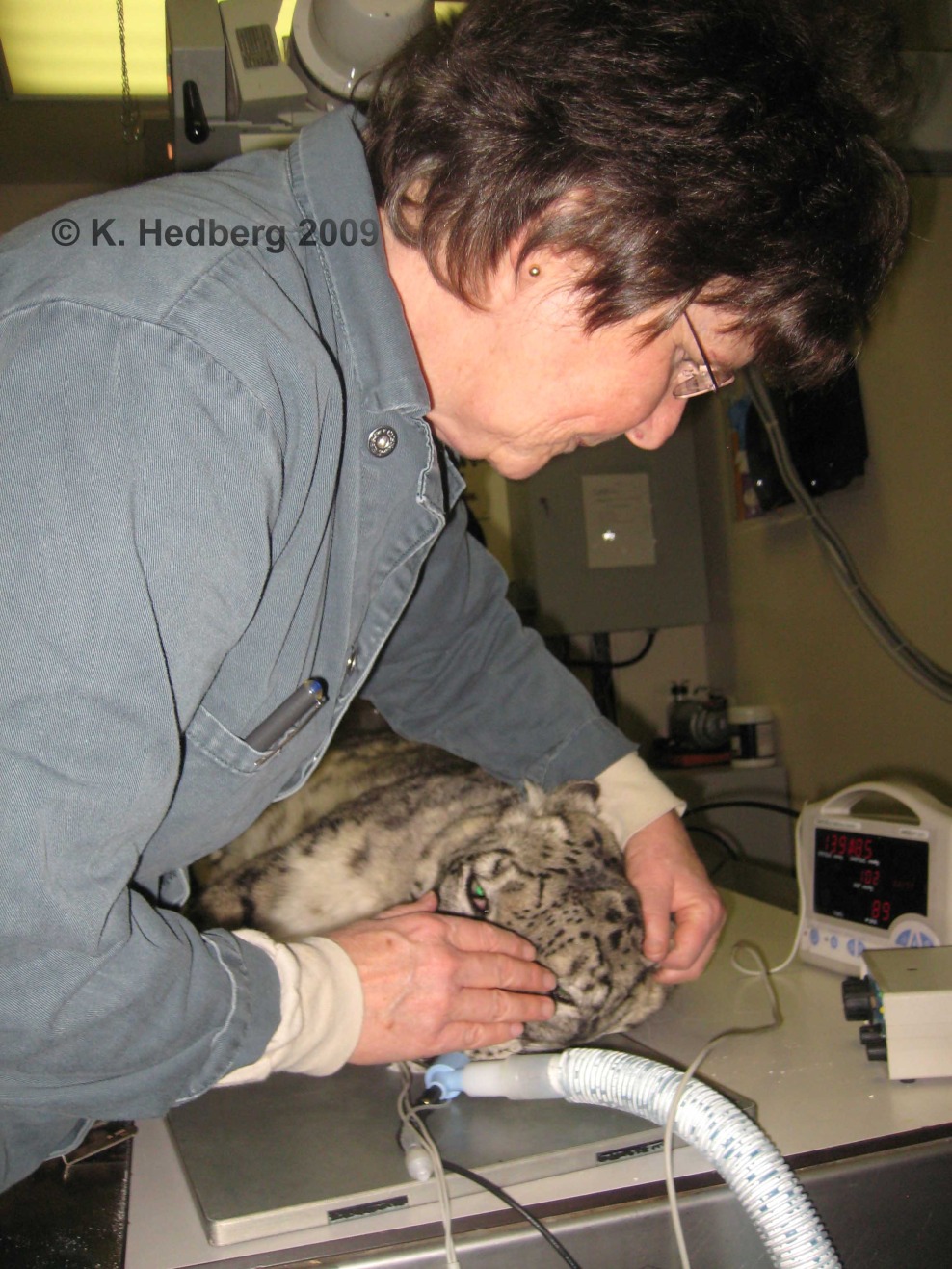 ming wah snow leopard Hedberg 2009.jpg
